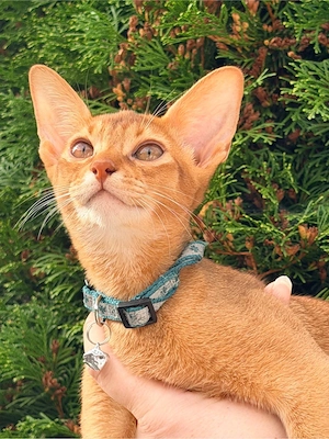 Abessinier kitten mit stambaum