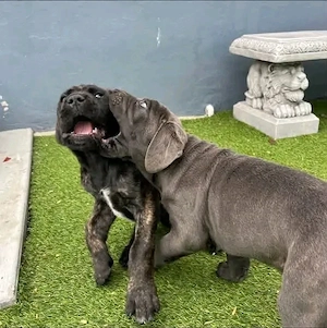 Canecorso for adoption 