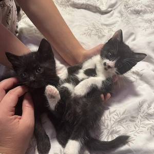 Sußes kleine Katzschen