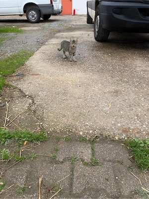 Katzenbabys vom Bauernhof 