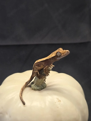 0.0.1 Harleqiun mit Spots 