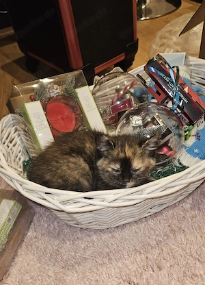 BKH Katze. Baby Katze mischling