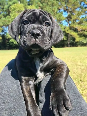 Canecorso for adoption 