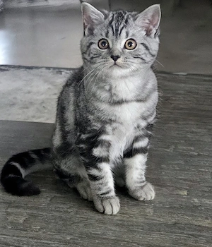 Wunderschöner, einzigartiger BKH Silver Tabby Kater sucht ein liebevolles Zuhause. 