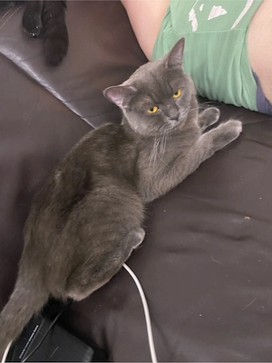BKH Katzen
