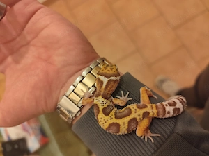 Leopardgecko babys aus eigener Nachzucht