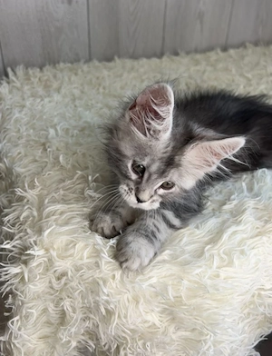 Maine-Coon- und Britisch-Kurzhaar-Kätzchen sowie ausgewachsene Katzen verfügbar.