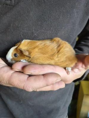 Meerschweinchen abzugeben
