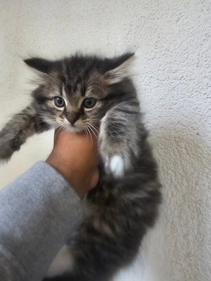 Angora Kater u Katze Kitten in liebevolle Hände abzugeben 