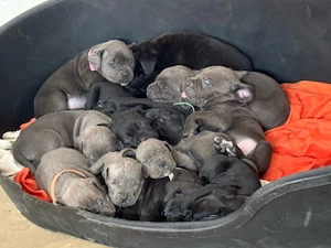 Cane Corso Welpen
