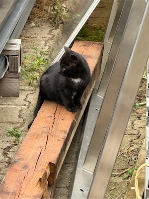katzenbabys vom bauernhof 