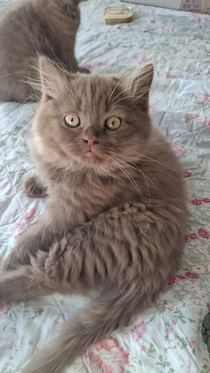 Reinrassige BKH Cinnamon  Kitten 