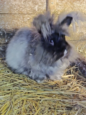Englisch Angora Kanninchen abzugeben