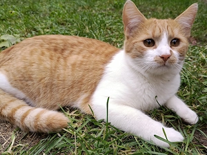 Zuckersüße Katzenmädchen suchen ein liebevolles Zuhause