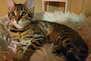 2 Wunderschöne Maine-Coon Bengal Mix Kätzle 