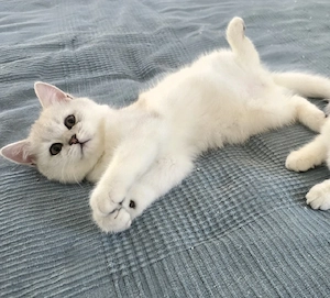 Zauberhafte BKH Kitten in Silver Chinchilla   