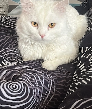 mainecoon kater 2 jahre alt 