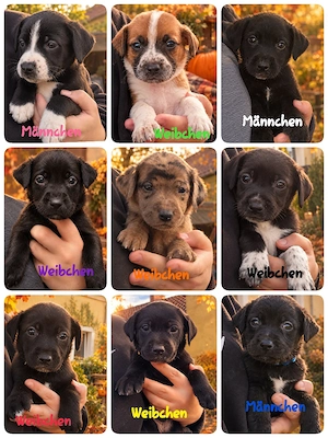 Border Collie Rhodesian Ridgeback deutsche Dogge Welpen