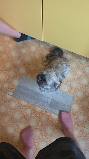 verkaufe ein Shih Tzu