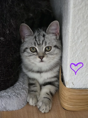 BKH Whiskas kitten dringend abzugeben