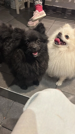  Zwergspitzpomerani Hunde