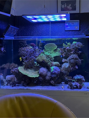 NYOS Opus 300 Meerwasseraquarium KOMPLETT   ATI Straton, Ecotech, Korallen & Besatz