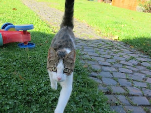 Junge Katze in liebevolle Hände abzugeben