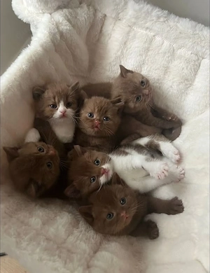 Maine-Coon- und Britisch-Kurzhaar-Kätzchen sowie ausgewachsene Katzen verfügbar.