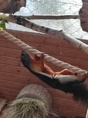 Schönhörnchen Pärchen 