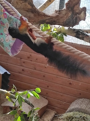 Schönhörnchen Pärchen 