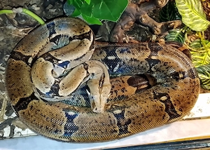 1,0 Boa constrictor longicauda adult 