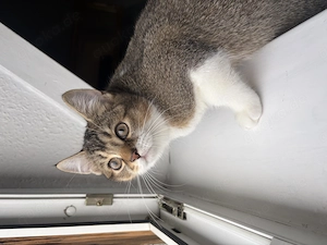 Kitten abzugeben 