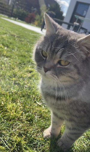 BKH-Katze sucht ein liebevolles Zuhause mit Freigang
