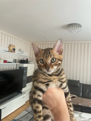 Wunderschöner Begalkater sucht ein neues zuhause