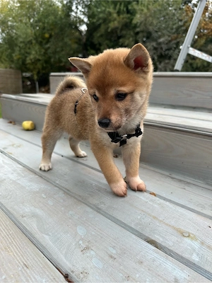 Shiba Inu Welpe Weibchen