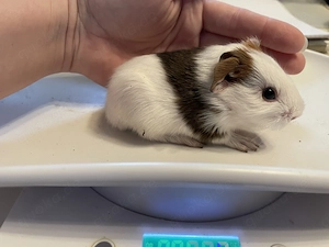 Meerschweinchen Böckchen aus liebevoller Hobbyzucht