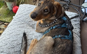 Zuhause gesucht für Matty