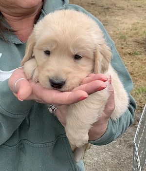 Entzückende Golden-Retriever-Welpen suchen ein liebevolles Zuhause