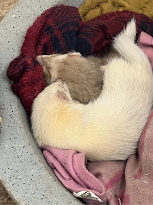 2 wundervolle Frettchen handzahm 