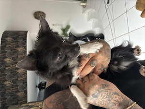 Chihuahua Rüde in schwarz weiß 