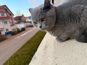 Drei süße Katzen suchen ein liebevolles Zuhause   Britisch Kurzhaar & Hauskatze zu verkaufen!    