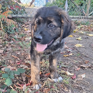 Bernhardiner-Golden Retriever-Mix Welpen abzugeben