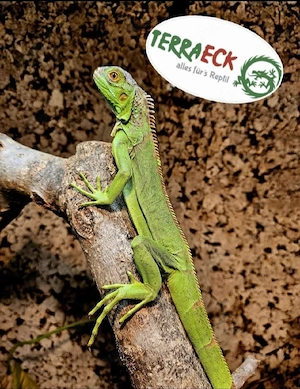 Grüner Leguan Nz 2025