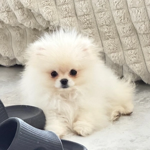 pommerrain teddy 