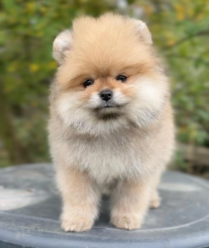 Kleine Welpen 