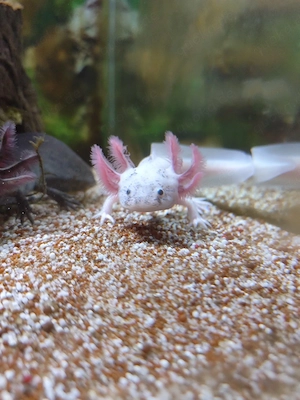 Axolotl Harlekin   Albino  Wildling