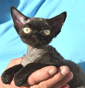 Reinrassige Devon Rex Kitten mit Stammbaum,  in Deutschland geboren 
