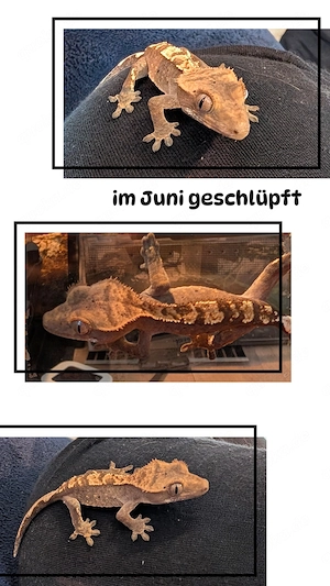 Kronengeckos 0-0-5 wahlweise mit Terrarium 