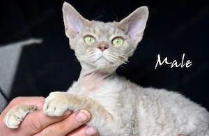 Reinrassige Devon Rex Kitten mit Stammbaum,  in Deutschland geboren 