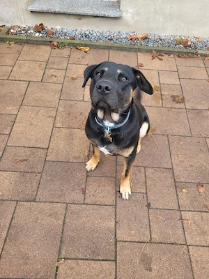 Labrador Mischling Rüde